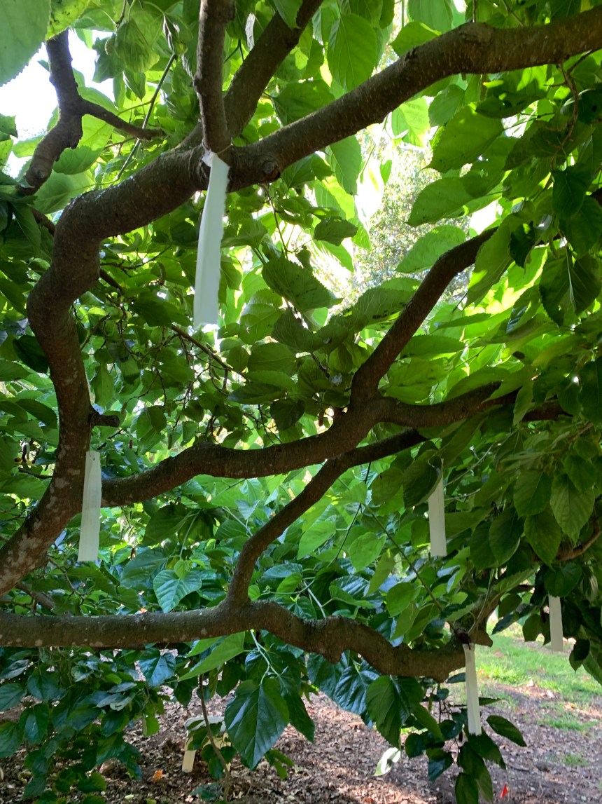 The Grieving Tree At Pacifica Grieving Tree