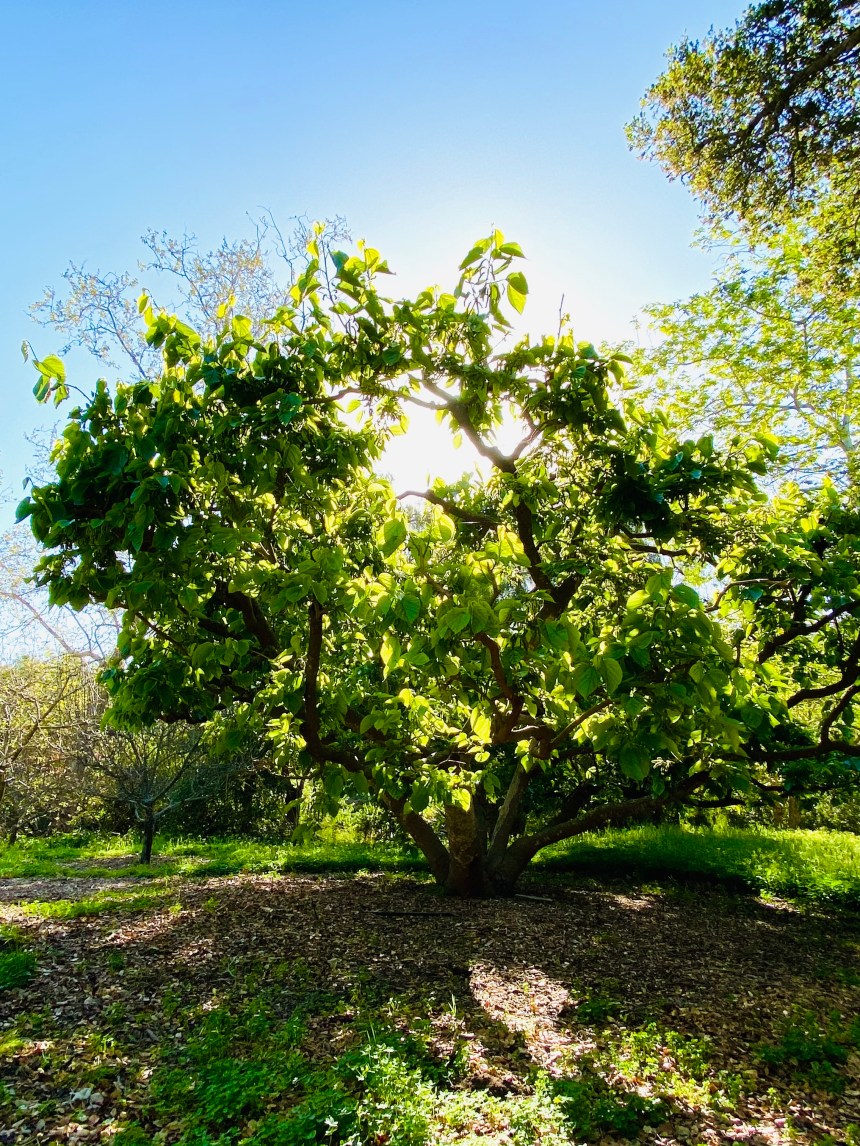 The Grieving Tree At Pacifica Grieving Tree